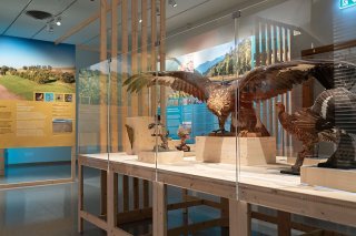 Le Musée d'histoire naturelle de Fribourg, dont la nouvelle exposition s'intitule "Les oiseaux et leurs milieux - #5 Biodiversité Fribourg", profitera bientôt d'un tout nouvel écrin.